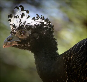 Conservação da biodiversidade