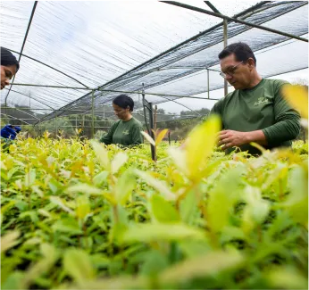 Viveiros de mudas e fomento florestal